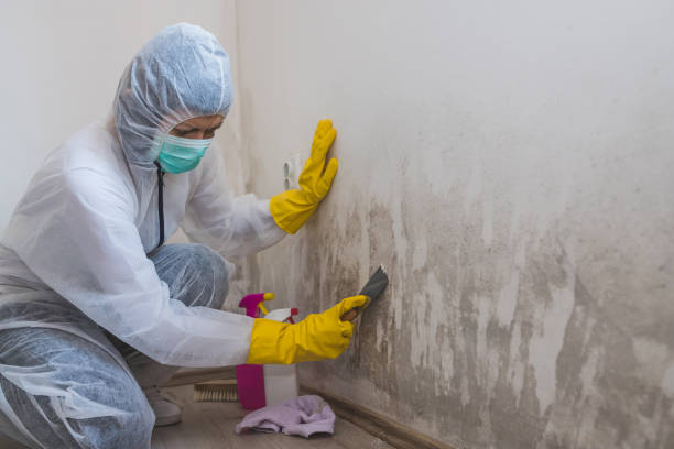 Professional Mold Remediation in Hanscom Af, MA